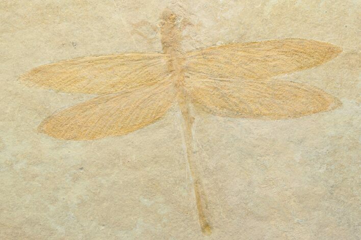 Jurassic-Aged Fossil Dragonfly - Solnhofen Limestone #227333